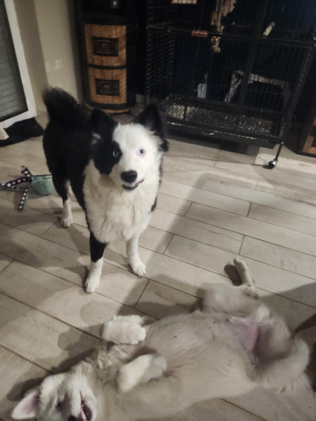 Vegas Night Oukaya forever