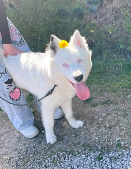 Vernon Titre Initial