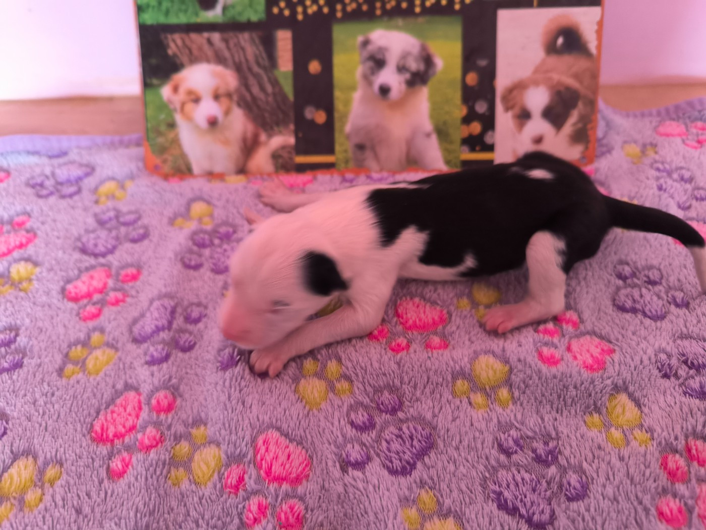 Emeline Vandenbussche - Chiots disponibles - Laika de iakoutie