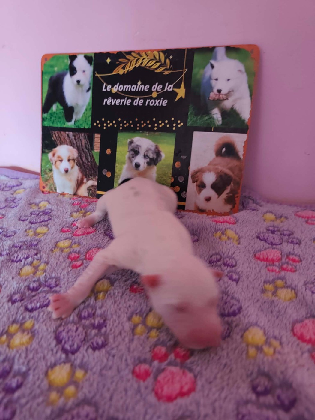 Emeline Vandenbussche - Chiots disponibles - Laika de iakoutie