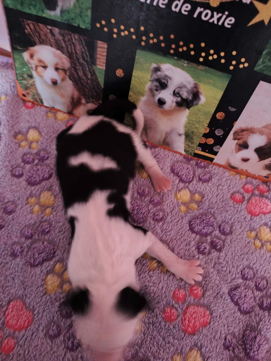 Emeline Vandenbussche - Chiots disponibles - Laika de iakoutie