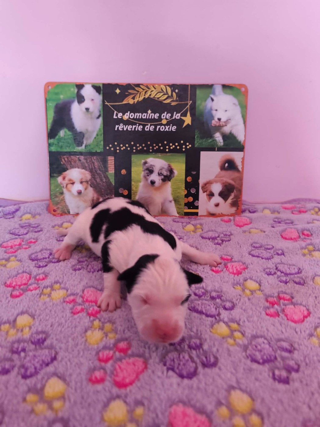 Emeline Vandenbussche - Chiots disponibles - Laika de iakoutie