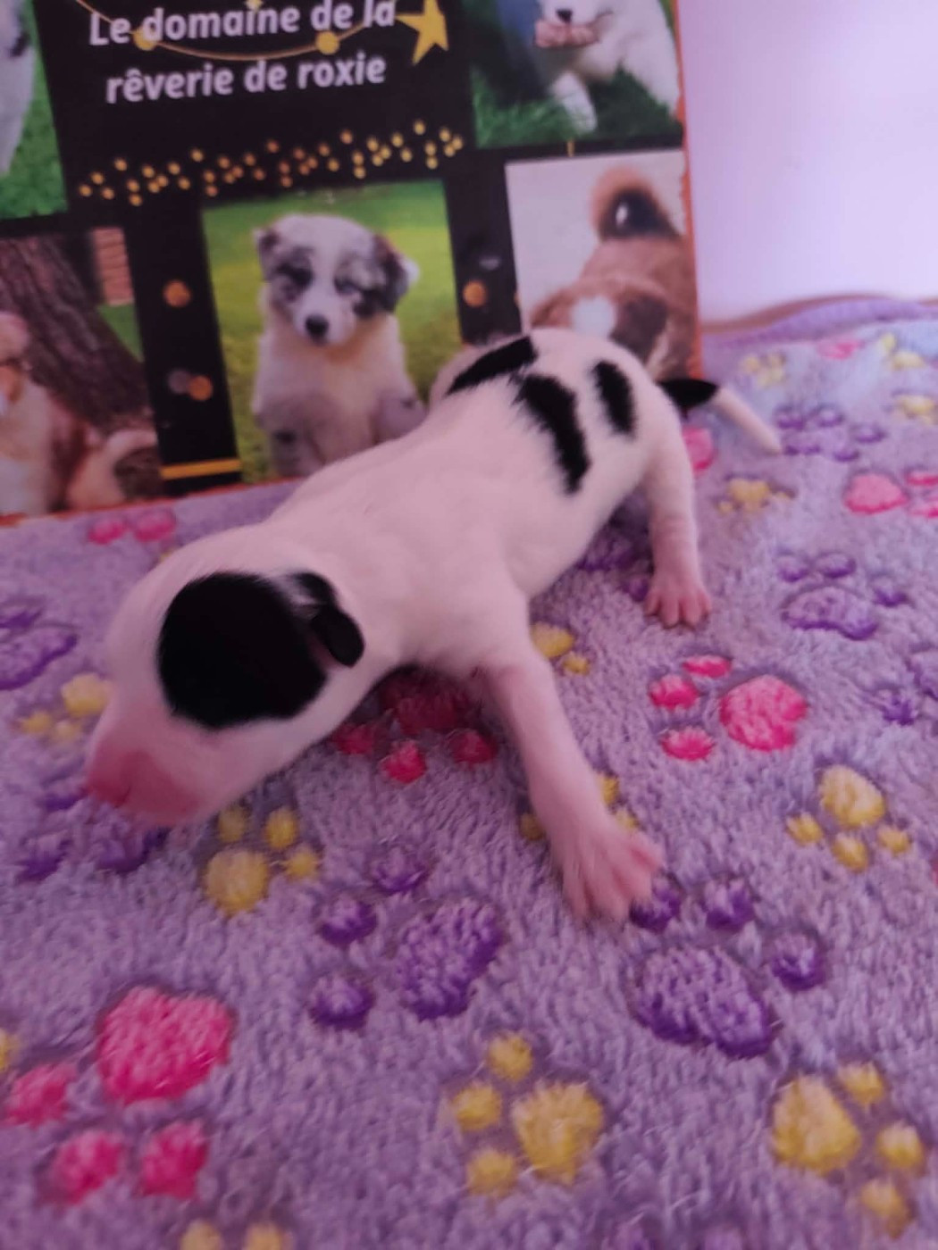 Emeline Vandenbussche - Chiots disponibles - Laika de iakoutie