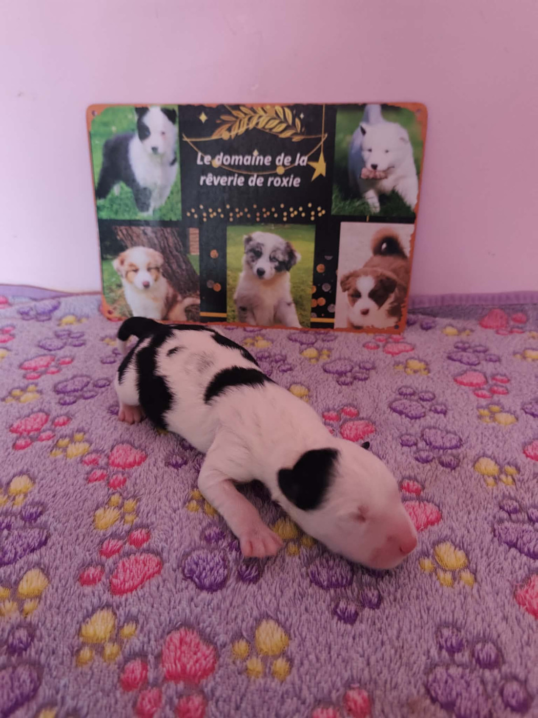 Emeline Vandenbussche - Chiots disponibles - Laika de iakoutie