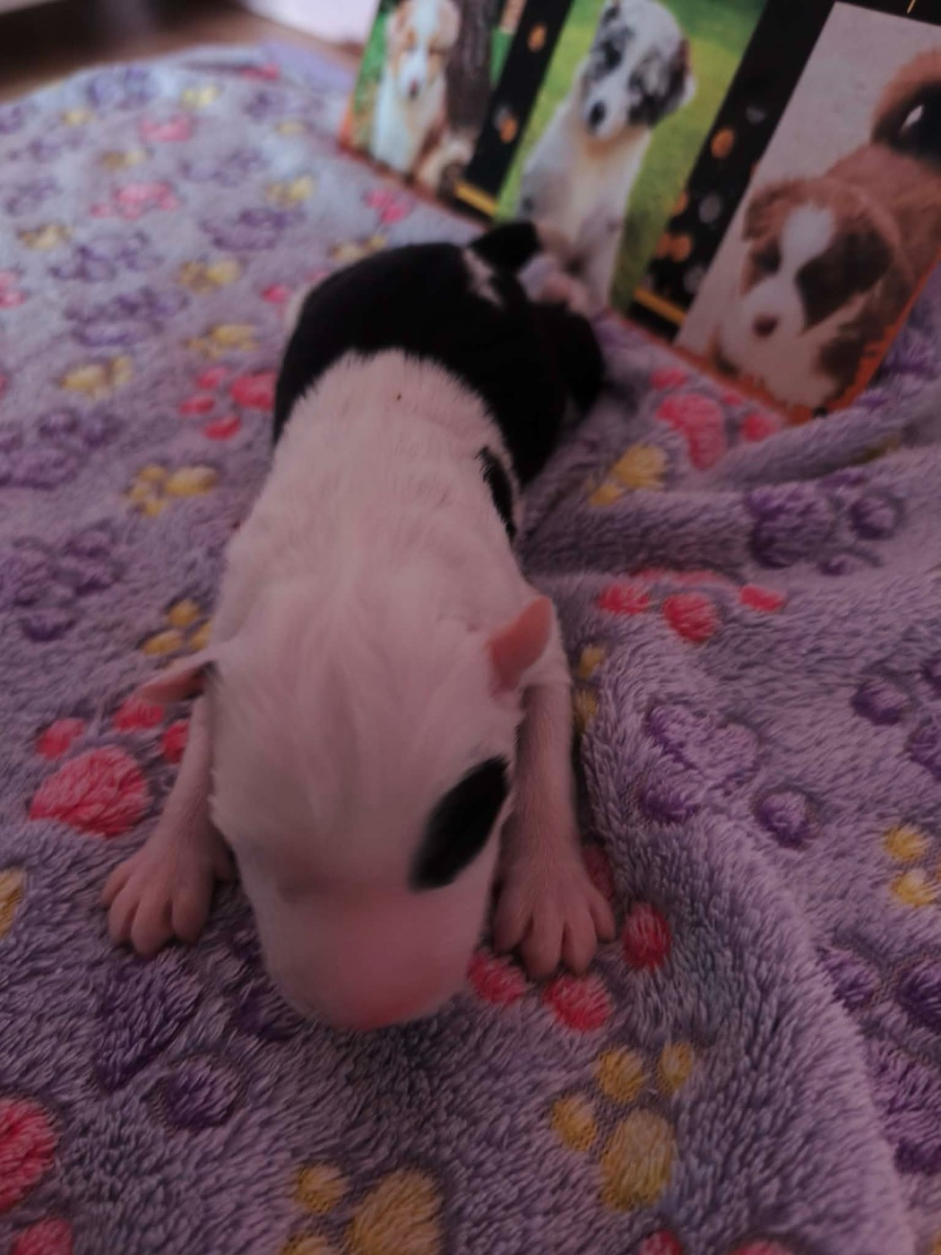 Emeline Vandenbussche - Chiots disponibles - Laika de iakoutie